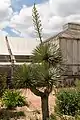 Yucca gloriosa ou Yucca superbe