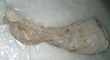 Reste d'une patte et du pied d'un mammouth posé sur un plastique blanc.