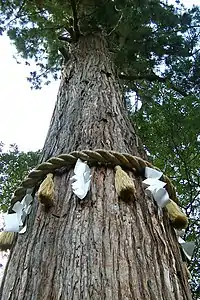 Shimenawa ceinturant un cryptoméria du Japon au Yuki-jinja (Kyoto).