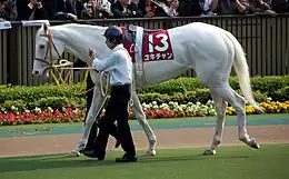 Sur une allée d'un hippodrome, un groom tient en main un cheval blanc harnaché et sellé.