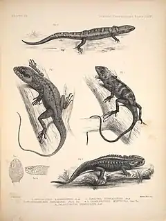 Description de l'image Yunnan lizards.jpg.