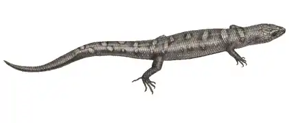 Description de l'image Yunnan lizards - cutted out Tropidophorus berdmorei.png.
