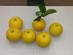 Citrus yuko (« Yuko »)