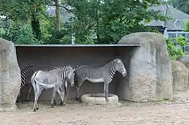 Zèbre de Grévy ou Zèbre impérial au zoo de Vincennes