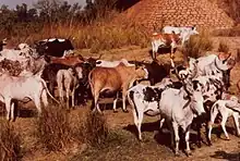 troupeau de zébus en Afrique