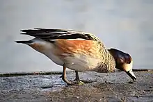 Canard de Chiloé (Anas sibilatrix)