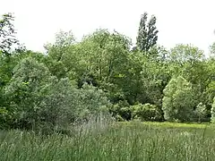 La zone humide à l'ouest du lieu-dit Chez Dumaine, à Bouteilles-Saint-Sébastien.