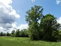 La zone humide à l'ouest du lieu-dit Chez Dumaine, à Bouteilles-Saint-Sébastien.