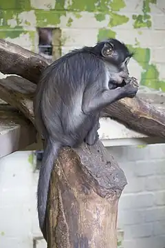 Description de l'image ZSL London - White-naped Mangabey.jpg.