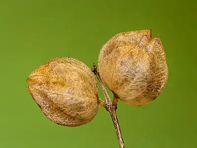 Capsules de graines de Rhinanthus.