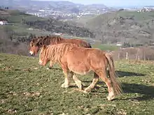 Deux chevaux marchant en altitude, une vallée habitée en arrière-plan.