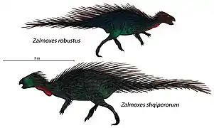 Zalmoxes