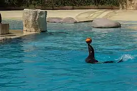 Une des otaries de Californie pendant un spectacle.