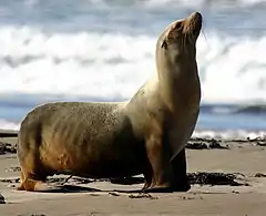 Description de l'image Zalophus californianus - Morro Bay.jpg.