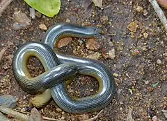 Description de l'image Zambezi Beaked Blind Snake (Megatyphlops mucruso) (12640816884).jpg.