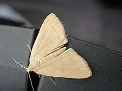Vue d'un papillon aux ailes fermées, en forme de triangle blanc cassé.