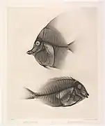 poissons