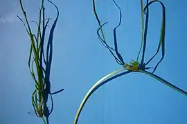 Photographie deux deux plantes herbacées sur fond bleu.