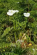 Zantedeschia aethiopica (Araceae)