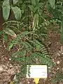 Zanthoxylum avicennae (Hong Kong Botanical Garden). Plante hôte de Papilio lorquinianus