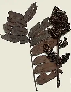 Zanthoxylum gilletii, plante-hôte