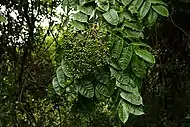 Zanthoxylum rhetsa (feuilles et fruits)