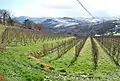 Vignes du Txakoli sur les pentes du camping.