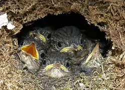 Cinq petits dans leur nid.