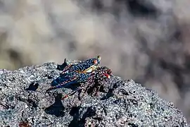 Juvénile, Cerro Brujo, île San Cristóbal, Galápagos, Équateur.