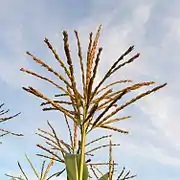 Panicule terminale de maïs,épillets mâles (Zea mays).