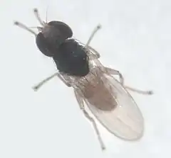 Zealantha thorpei, un Anthomyzidae.