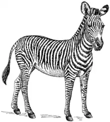Description de l'image Zebra (PSF).png.