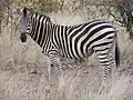 Zèbre d'Afrique (Equus zebra, Equidae)