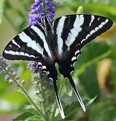 Description de l'image Zebra Swallowtail Megan McCarty10.jpg.