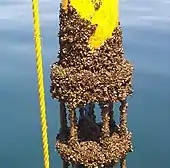 Des centaines de moules zébrées sur une structure artificielle jaune.