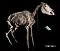 Squelette de zèbre de Grevy au Museum of Veterinary Anatomy.