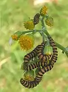 Chenilles de Tyria jacobaeae sur Jacobaea vulgaris.