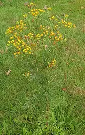 Jacobaea vulgaris subsp. dunensis avec plusieurs chenilles de Tyria jacobaeae.