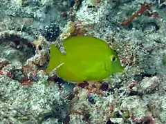 Un poisson-chirurgien jaune (Zebrasoma flavescens)