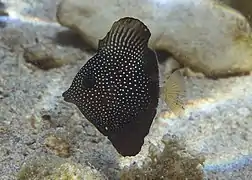 Un chirurgien-voile moucheté (Zebrasoma gemmatum) juvénile.