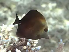 Un chirurgien à brosses (Zebrasoma scopas)