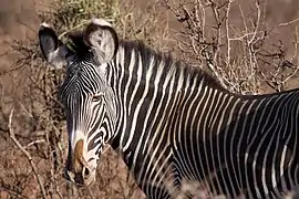 Zèbre de Grévy dans la Réserve nationale de Samburu.