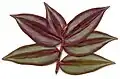Dessus de feuilles de Tradescantia zebrina cv. "Tricolor".