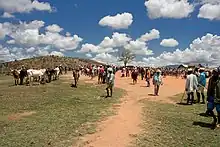 Des douzaines d'hommes et de zébus fourmillent dans une vallée verdoyante