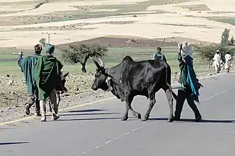 Un zébu sur la route entre Gondar et Debarq, Éthiopie