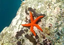 Étoile de mer rouge (Echinaster sepositus)