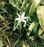 Zephyranthes atamasco cultivé