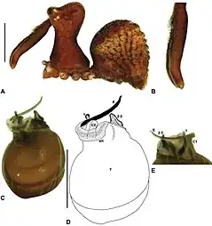Description de l'image Zephyrarchaea porchi anatomy.jpg.