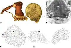 Description de l'image Zephyrarchaea robinsi anatomy.jpg.