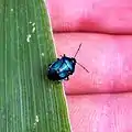 Imago sur une feuille de maïs en Nord Gironde.